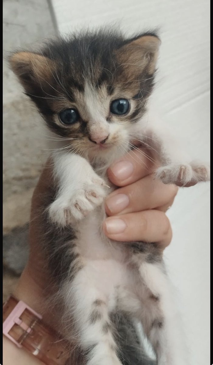 ANGIE COLUNGA tweet media