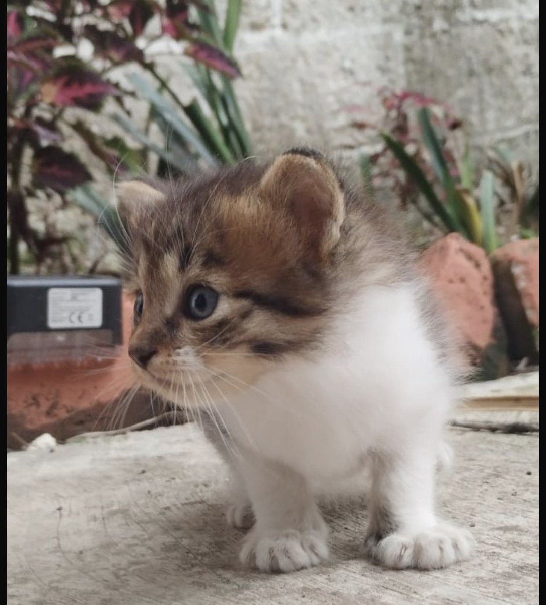 ANGIE COLUNGA tweet media