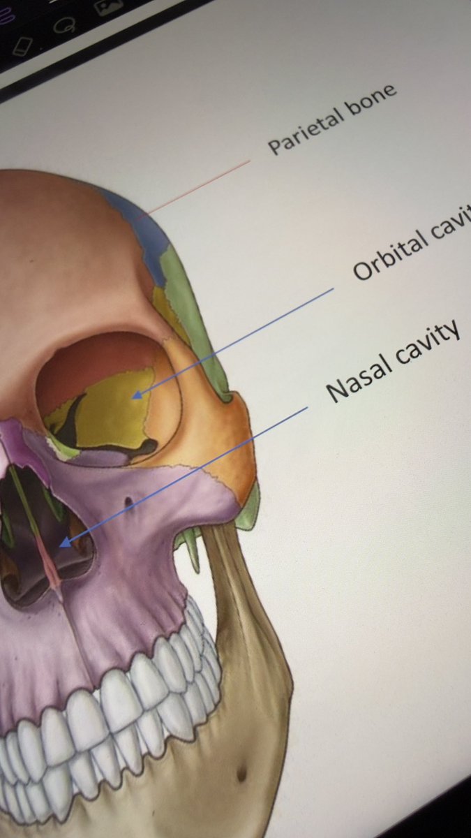 MM_otaibi's tweet photo. Anatomy https://t.co/ELu8pRxOSl
