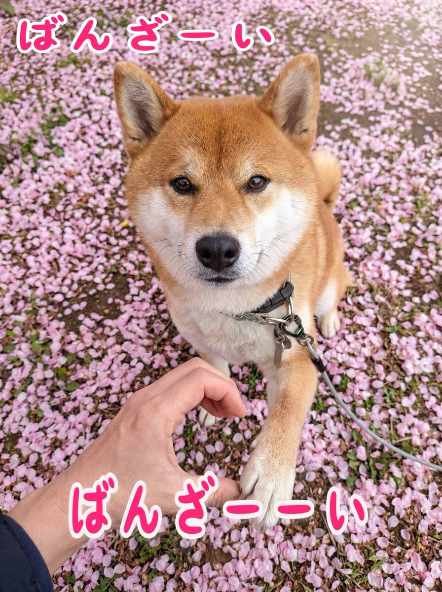 メジロライアン tweet media