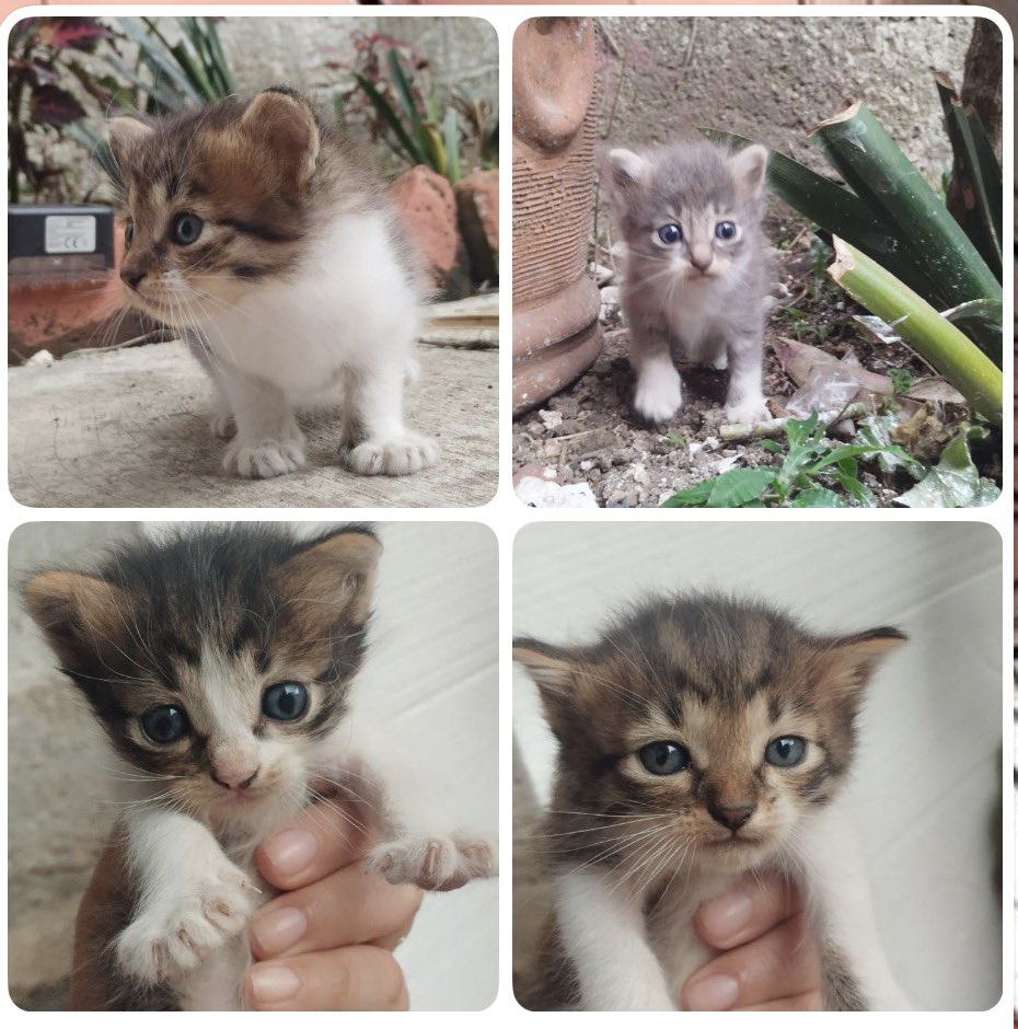 ANGIE COLUNGA tweet media