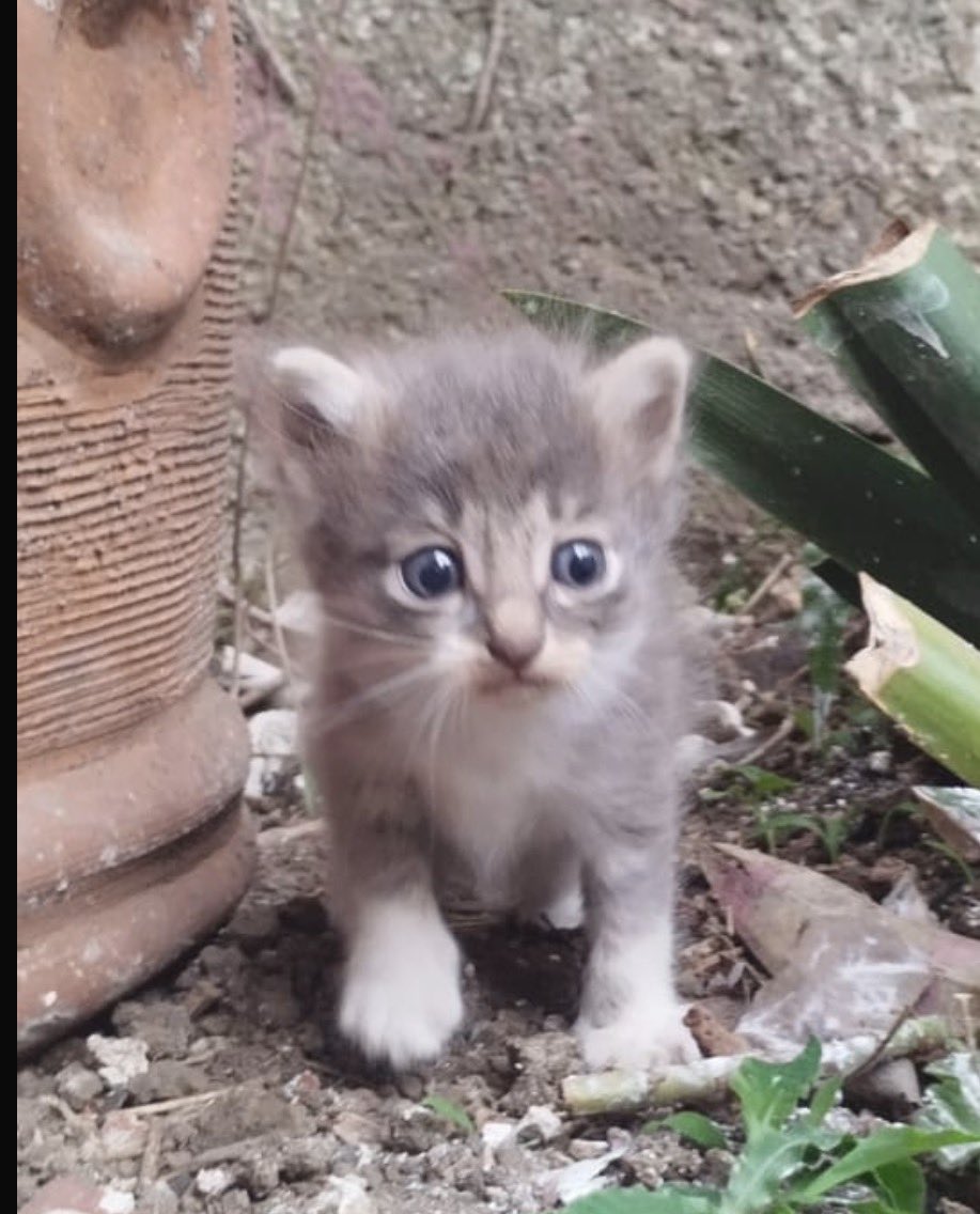 ANGIE COLUNGA tweet media