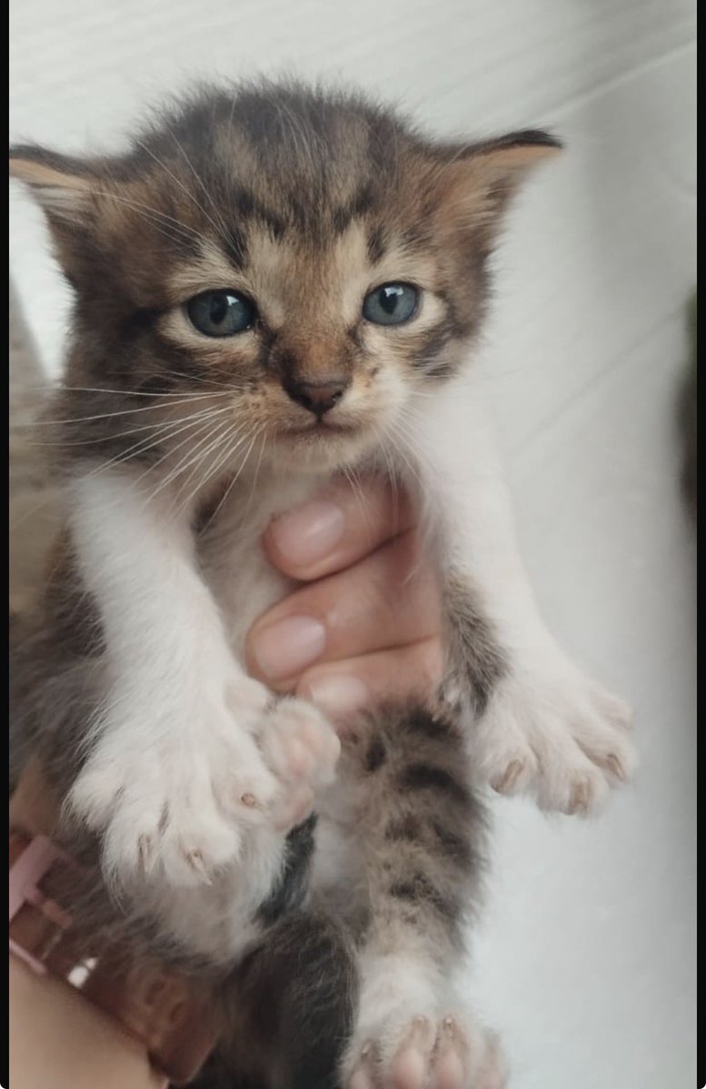 ANGIE COLUNGA tweet media