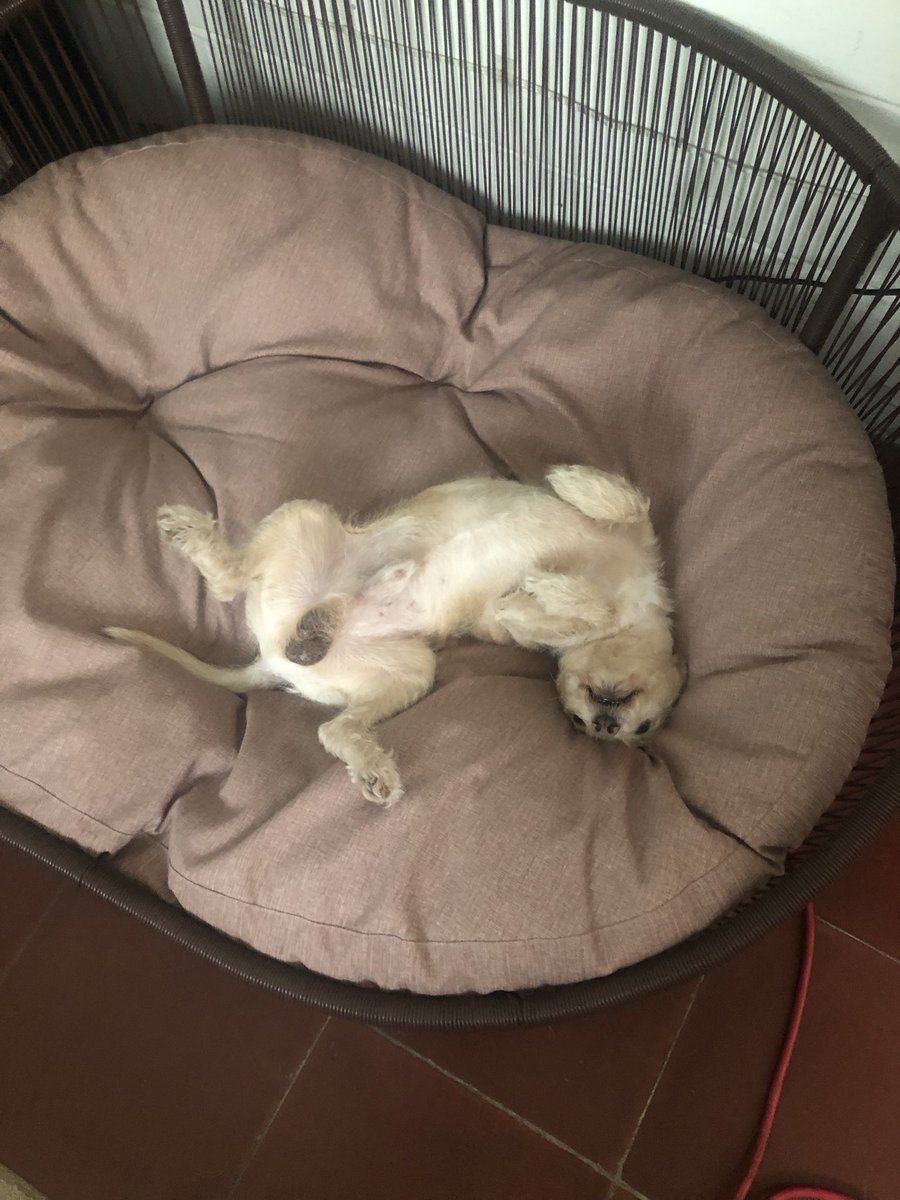 NenaRodrguez19's tweet photo. @Tiofelino Son mis niñas y mi Tintin, me falta Luna y otros que visitan mi casa por la mañana y noche a comer y tomar agua limpia.🥰🙏 https://t.co/hLxAfNnoli