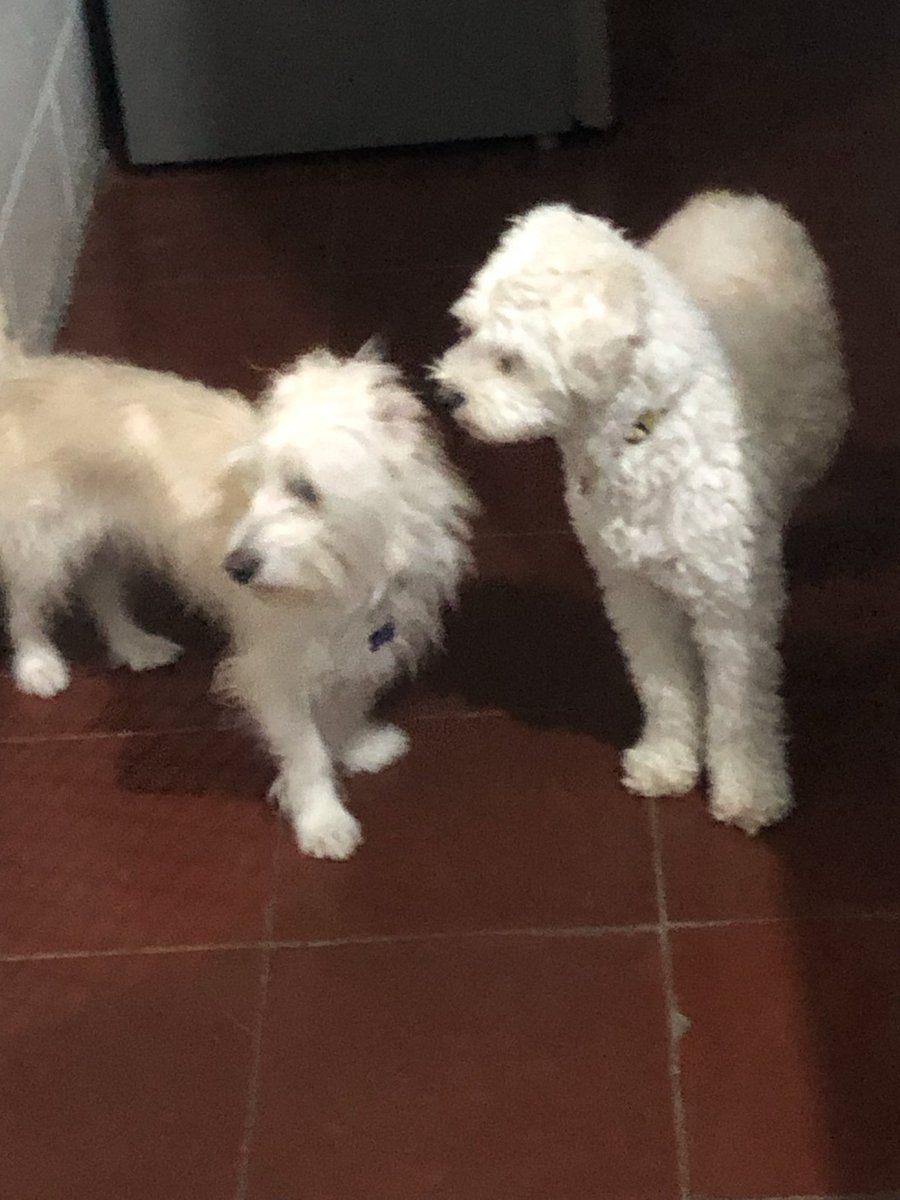 NenaRodrguez19's tweet photo. @Tiofelino Son mis niñas y mi Tintin, me falta Luna y otros que visitan mi casa por la mañana y noche a comer y tomar agua limpia.🥰🙏 https://t.co/hLxAfNnoli