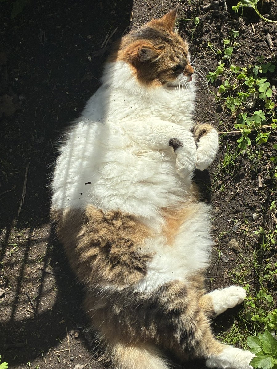 ଘ꒱ ੭ˊ ﻌ ˋ ੭ tweet media