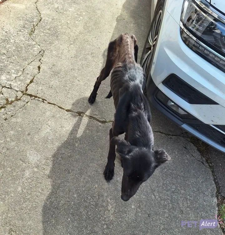 AdeaClaude's tweet photo. PET ALERT NIÈVRE 58

VU(E)chien noir à CORBIGNY
04/04/2026
Secteur : dans le centre ville, est inapprochable.

Infos &amp; Contact : https://t.co/cQq1tLyq2N https://t.co/oSAI7Dt9nT