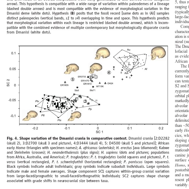 PH78-Afram Hominin tweet media