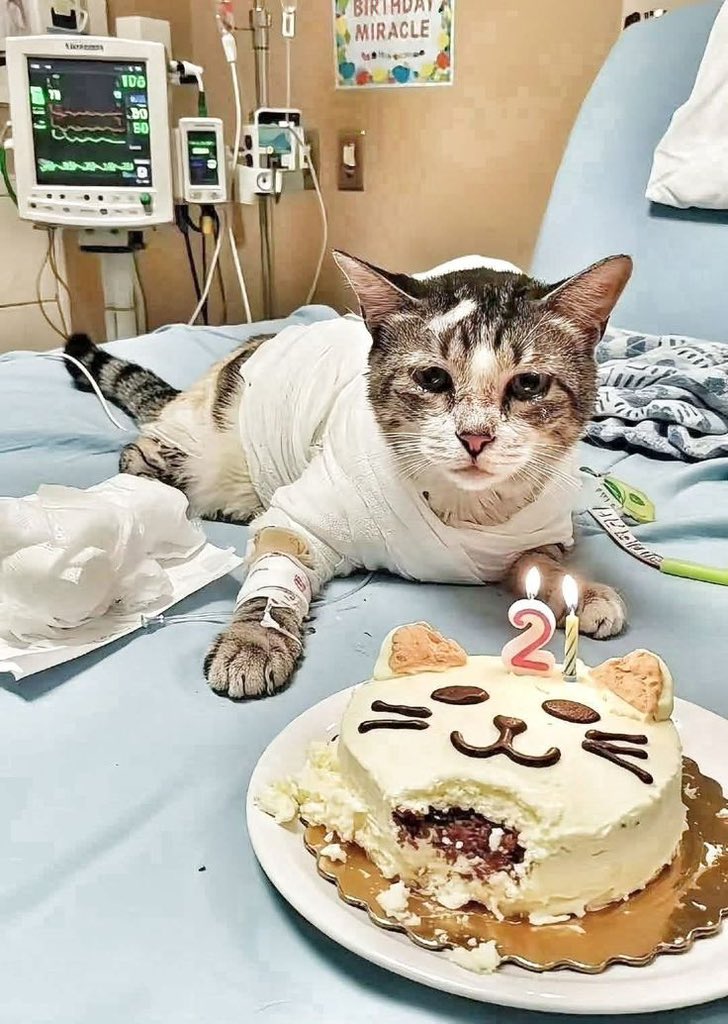 The Cat Aura 𓃠 tweet media