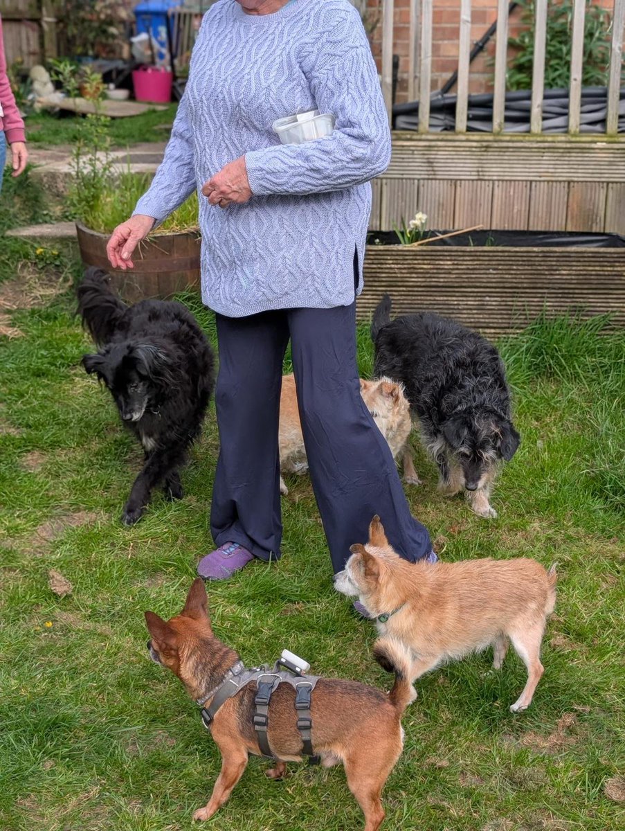 millypod1's tweet photo. ๐18 APR 2026 #Lost Gizmo #ScanMe
Chihuahua Male
#Blythburgh #IP19 Last seen in Blythburgh Woods heading towards #Walberswick at 9am 18/04/2026
County #Halesworth #Suffolk
SIGHTINGS โ๏ธ07500 513888 /07805 091643
https://t.co/e4clfhs0Zv https://t.co/G4PPeU0gu4