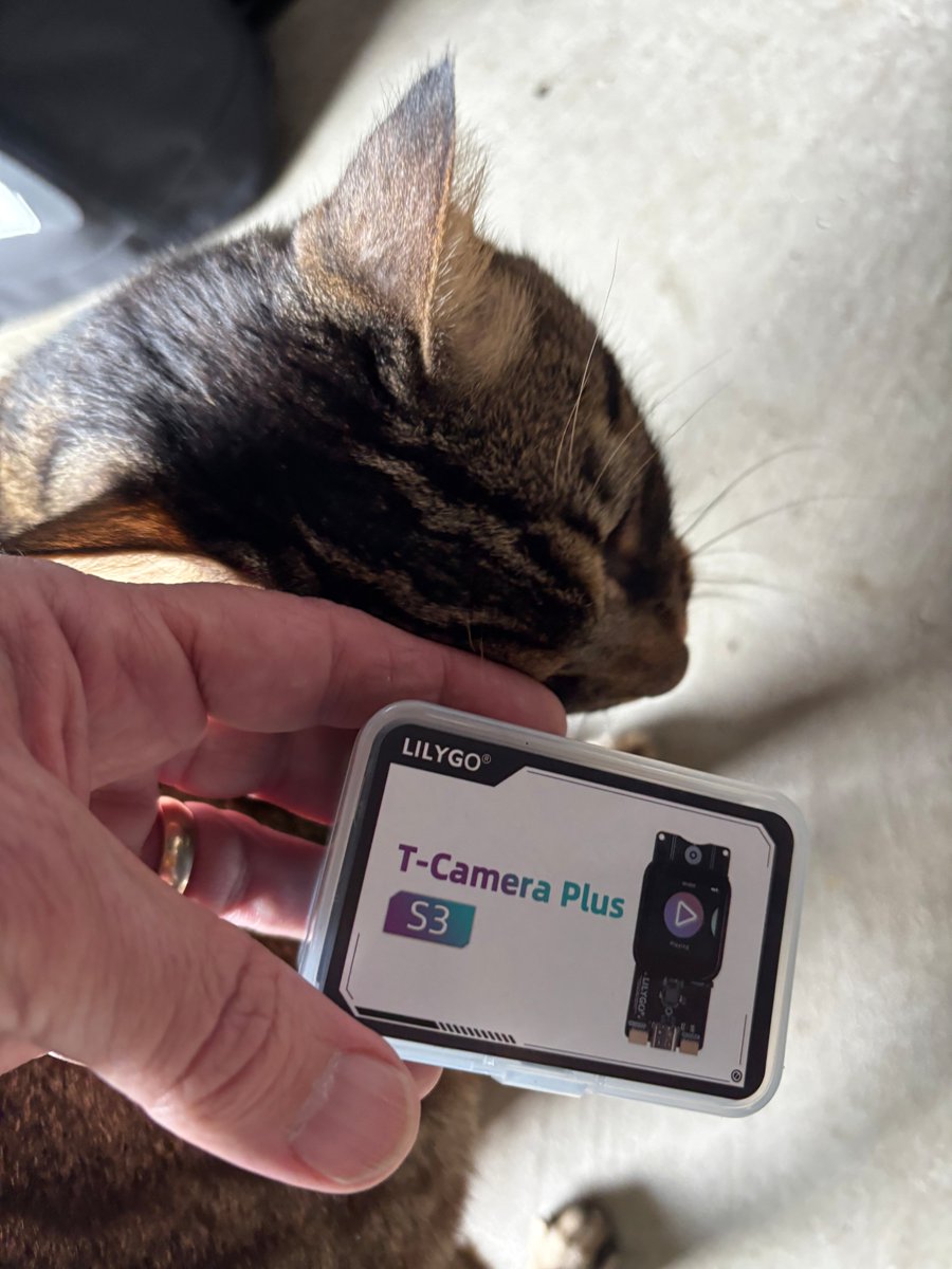 Bully Meow tweet media