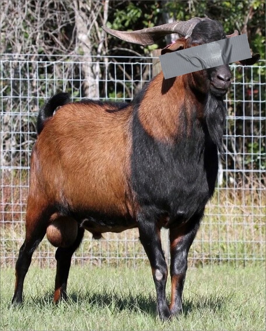 Sir Jorge™️ tweet media