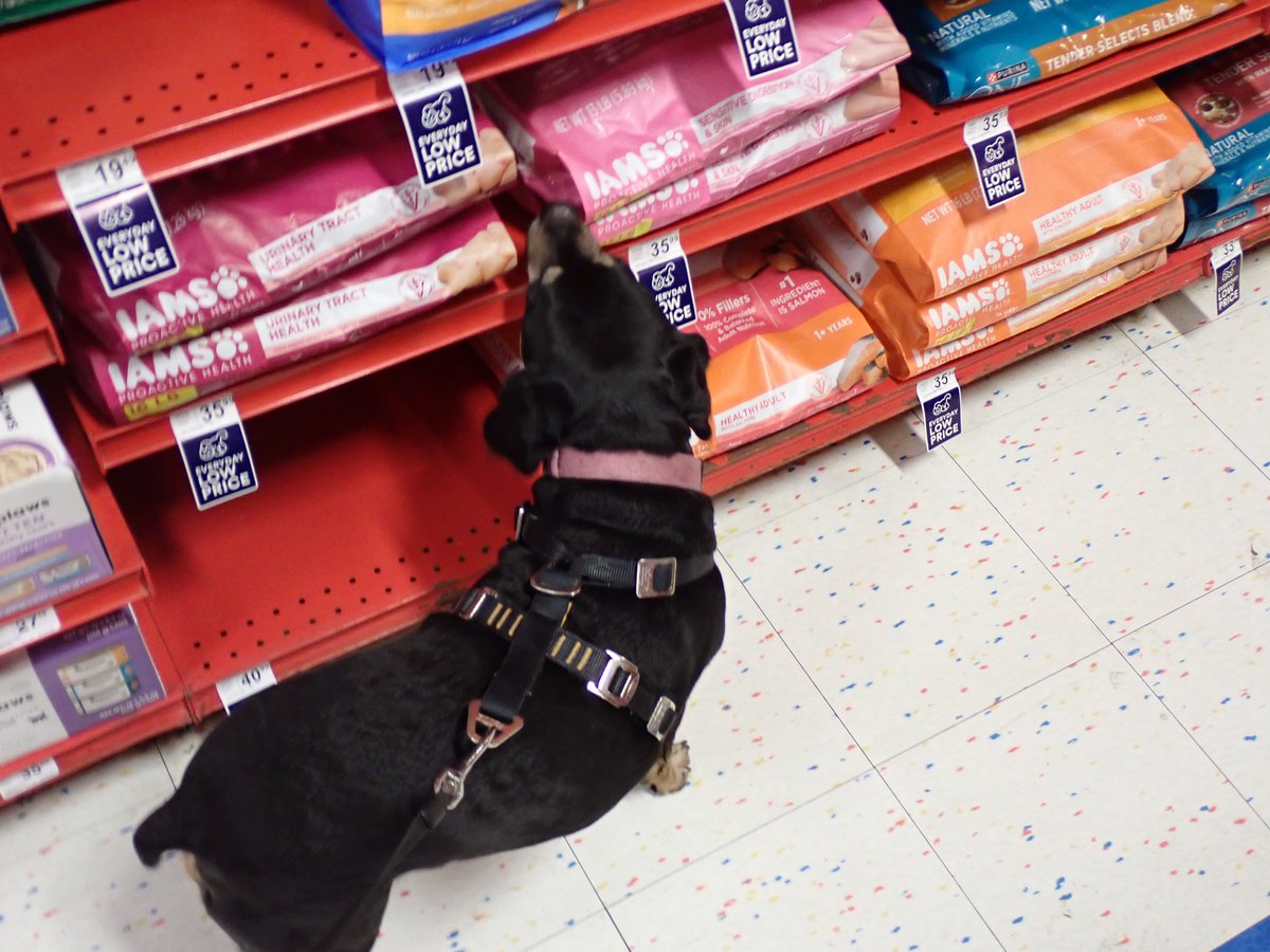 Laurie and Rosie Strings 🐶 tweet media