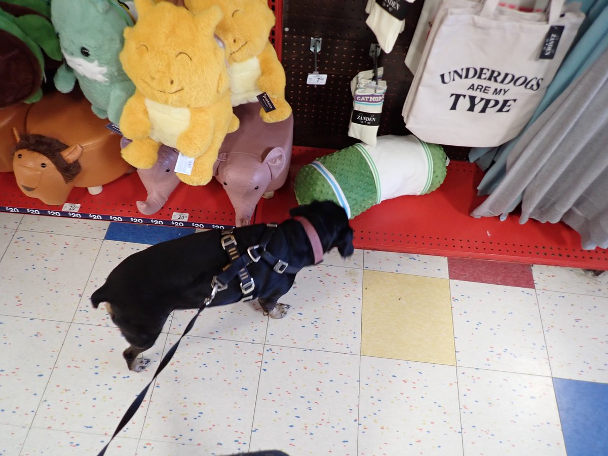 Laurie and Rosie Strings 🐶 tweet media