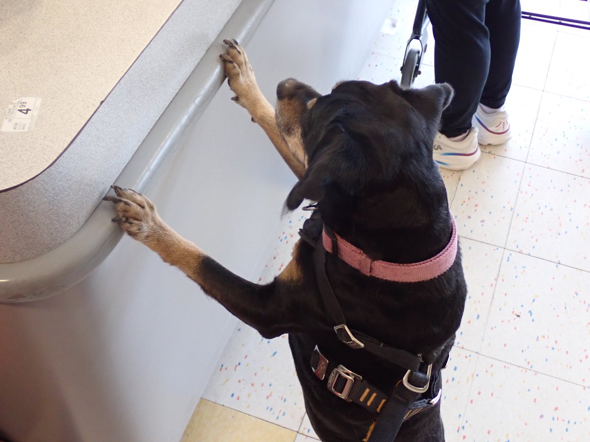 Laurie and Rosie Strings 🐶 tweet media