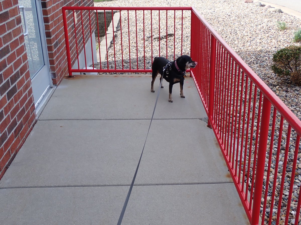 Laurie and Rosie Strings 🐶 tweet media