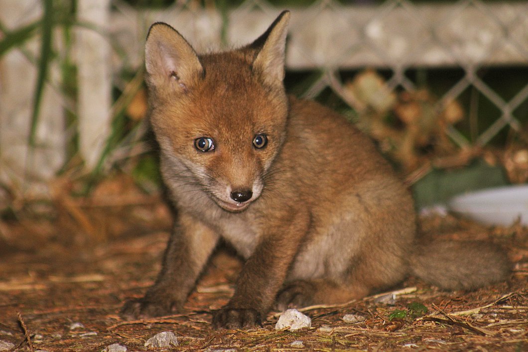 Urban Fox Watcher🦊 tweet media