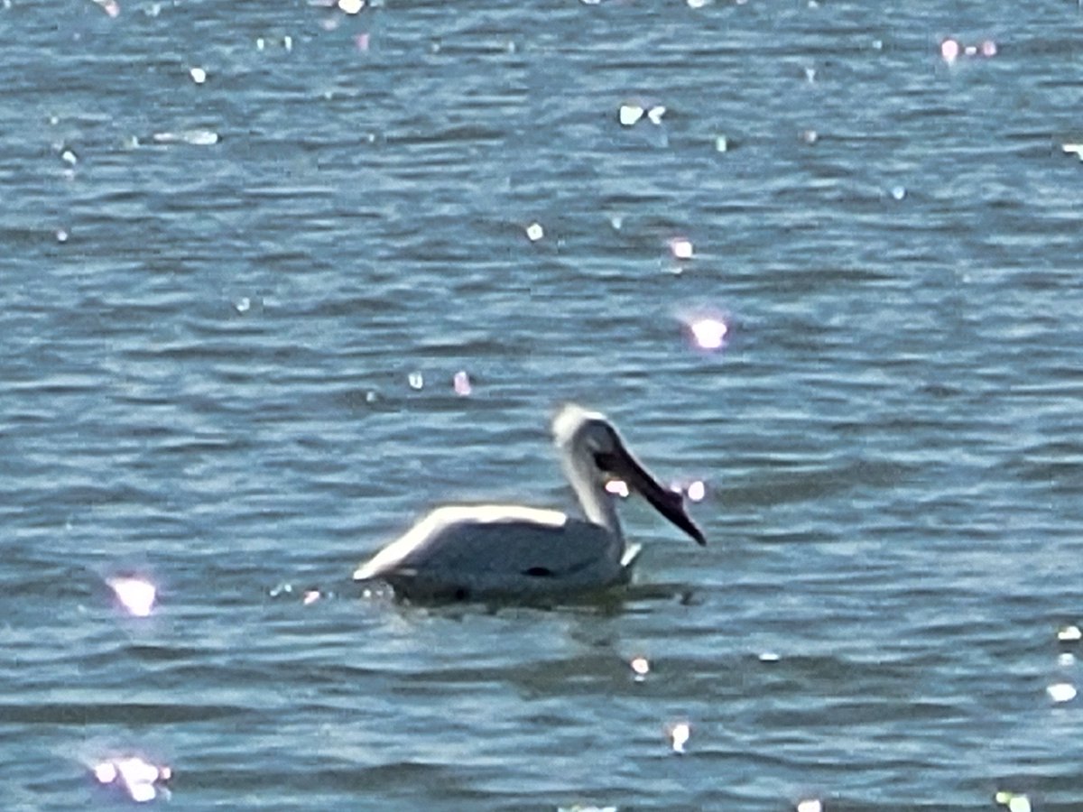 TamiK_Colorado's tweet image. Not exactly sure if this pelican is lost! Spotted today at the park in #ColoradoSprings #Colorado this afternoon 😁