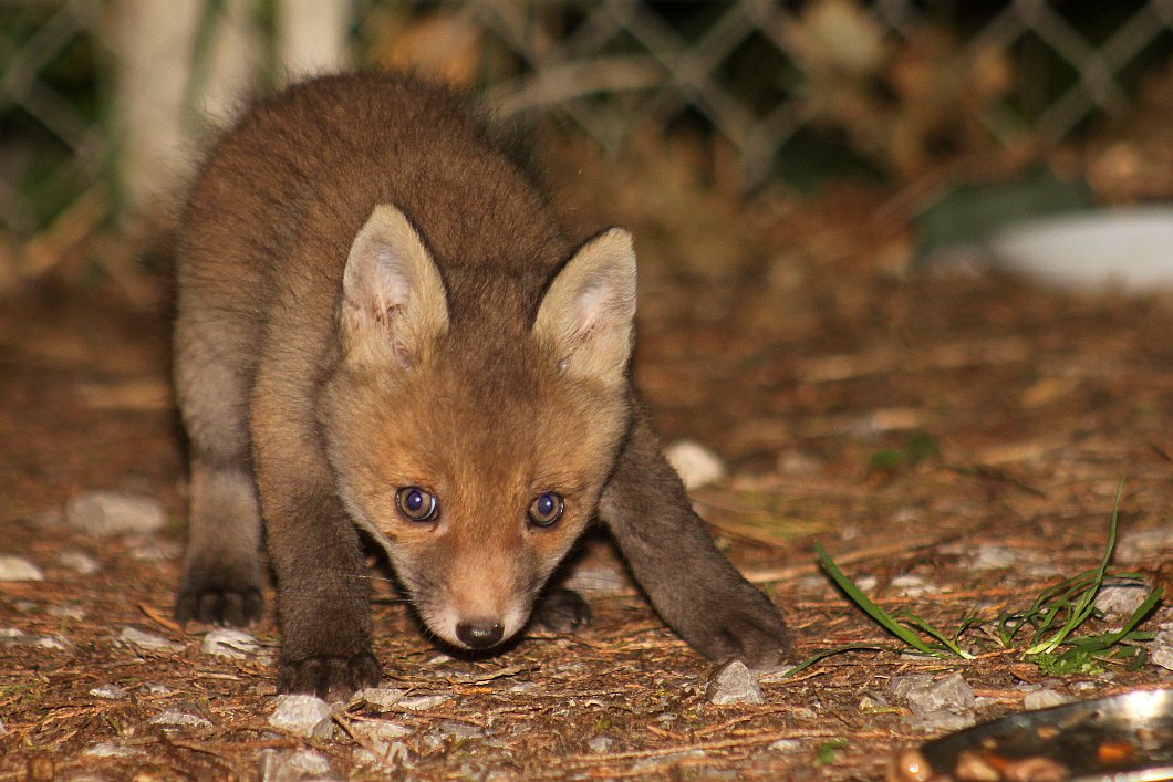 Urban Fox Watcher🦊 tweet media