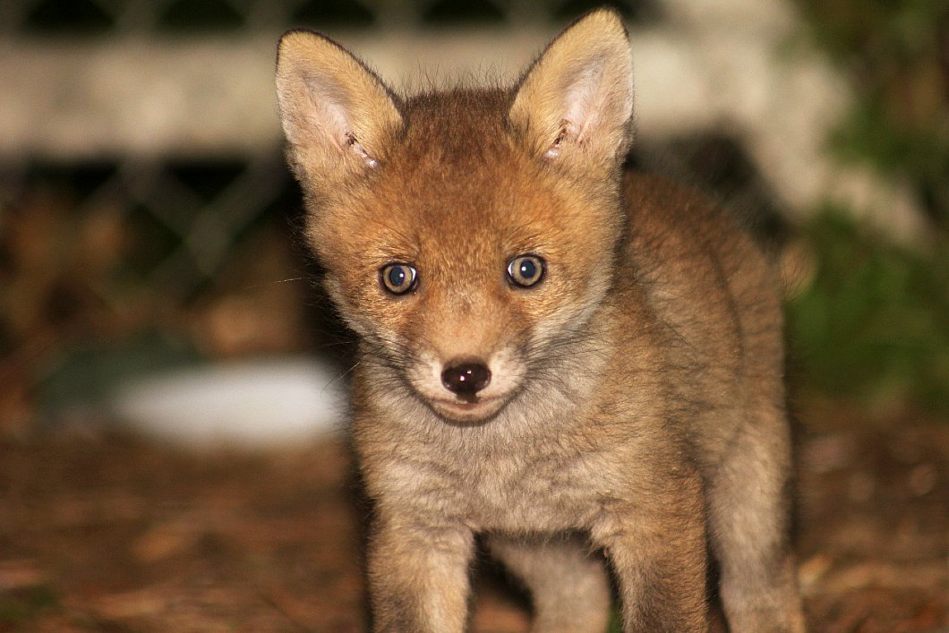 Urban Fox Watcher🦊 tweet media