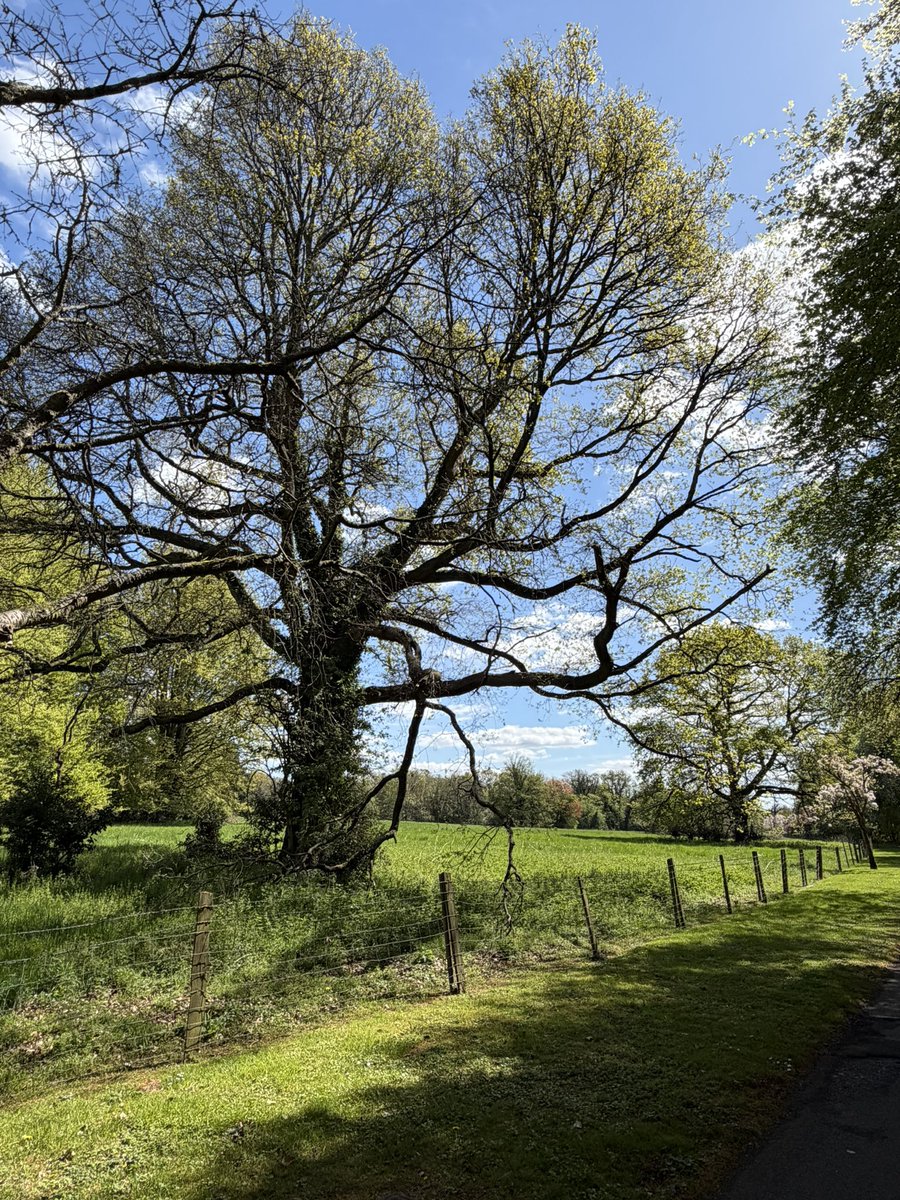 rebecca5key's tweet photo. Managed just over 2 miles today
#actioninapril
Didn’t get as far as the woods though, just the usual circular route 😀
How did you do?
@julieanndale 
@BexHeadTeacher 
@Lynne22334 
Was a beautiful day ☀️
#treeclub https://t.co/IT2c1kv6x7