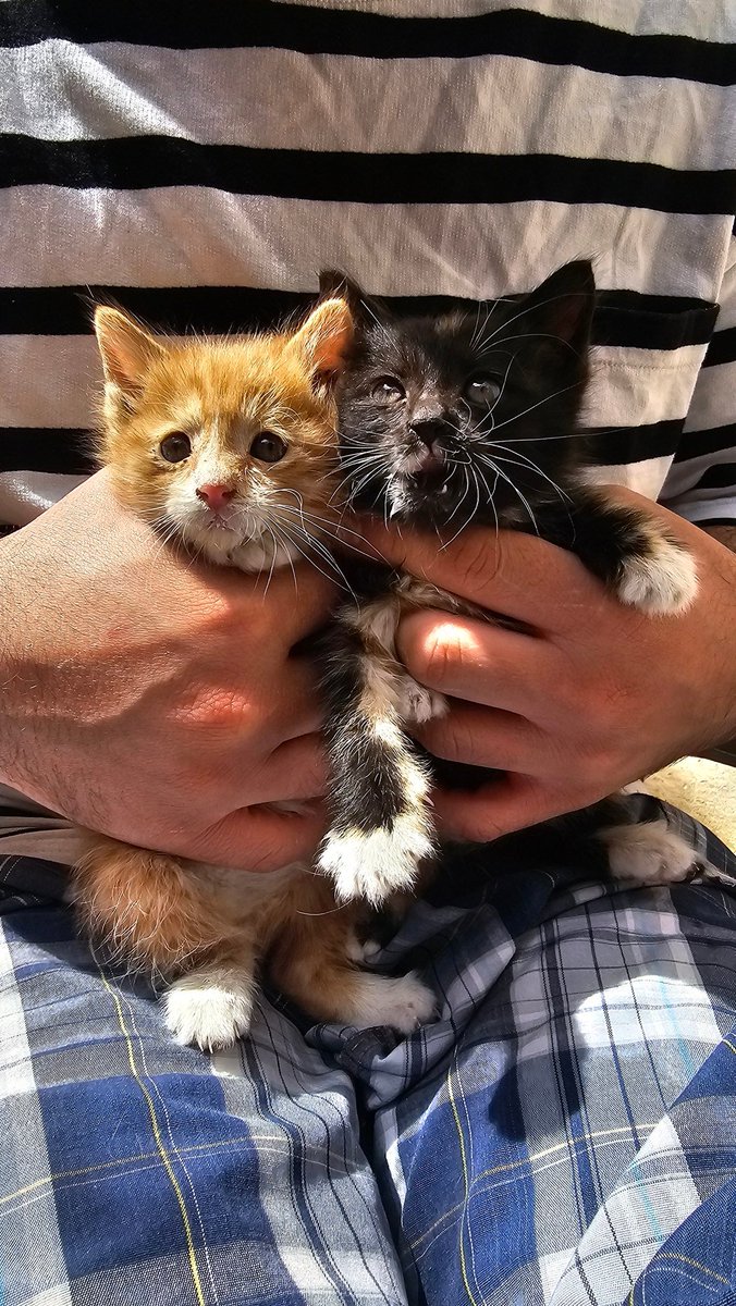 Roya.M.Hoseini tweet media