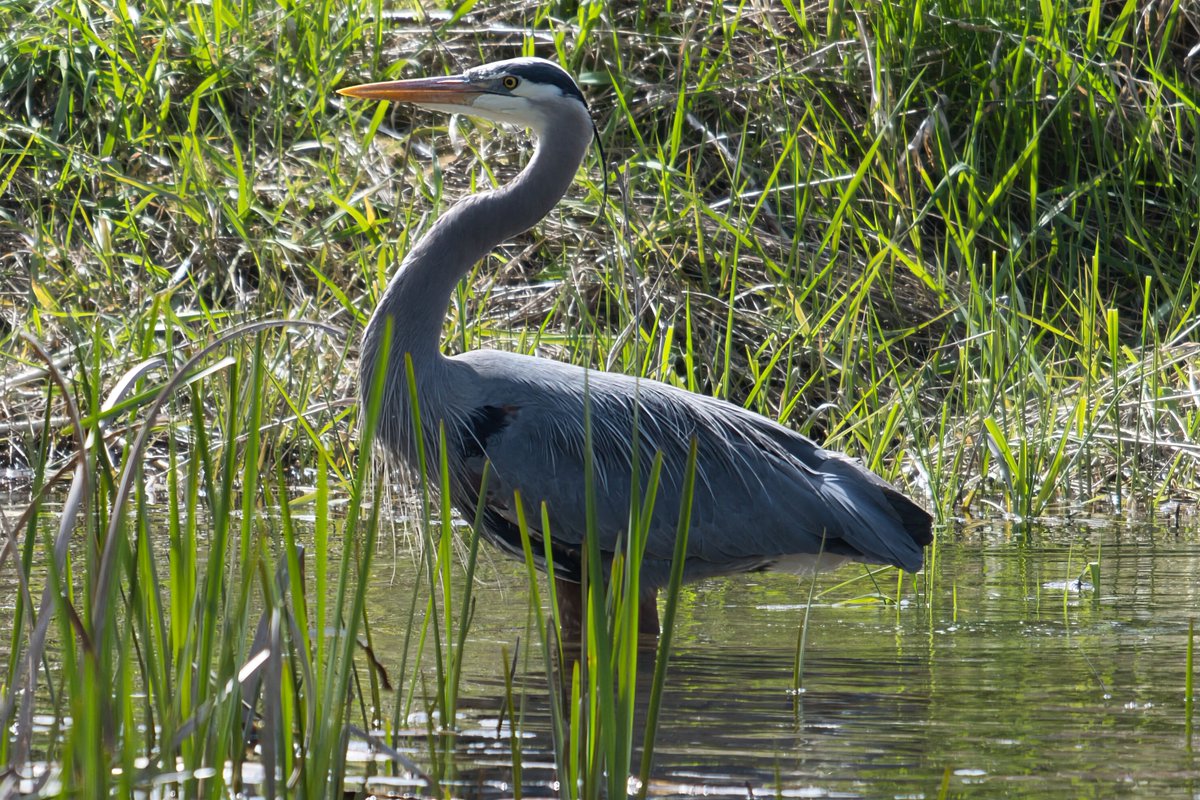 EyesScene's tweet photo. Blue Herons at Marymoor Park, Redmond, WA - 4/18/2026! 

Spotted these majestic Great Blue Herons at the famous rookery in this King County gem. Nesting season is in full swing with adults tending chicks amid the dog park chaos (they're unfazed by the barking!).

#Heron #PNW #Birds #MarymoorPark #RedmondWA #NaturePhotography #SeattleBirding