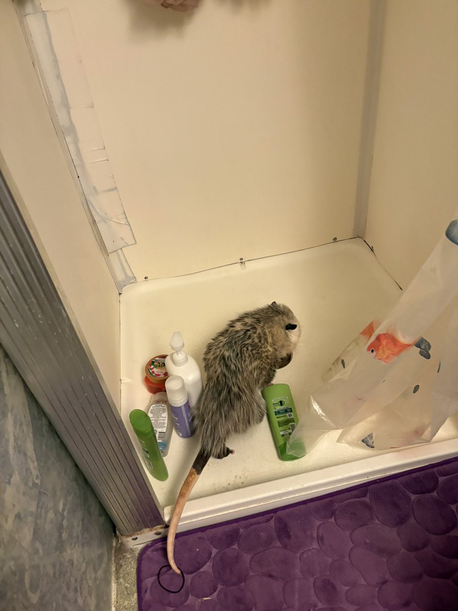 Ginger__Paws's tweet image. He does not shower, he just likes to lick up women’s bath water #opossum #possum #peetwt