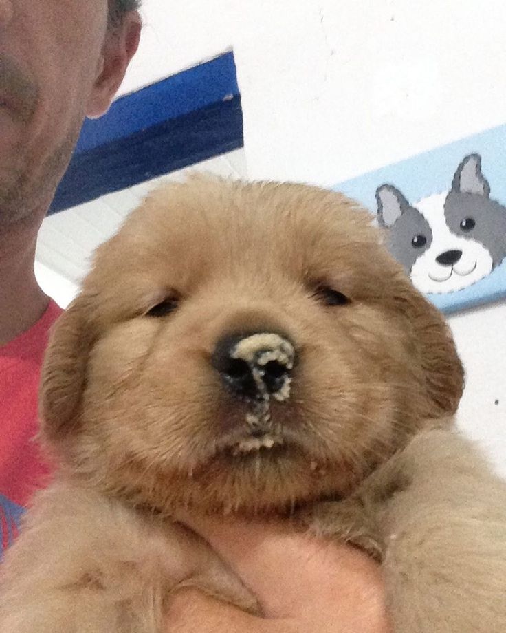 puppies video tweet media