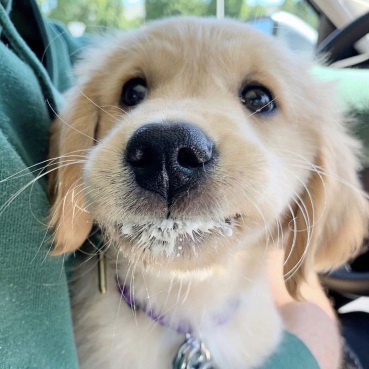 puppies video tweet media