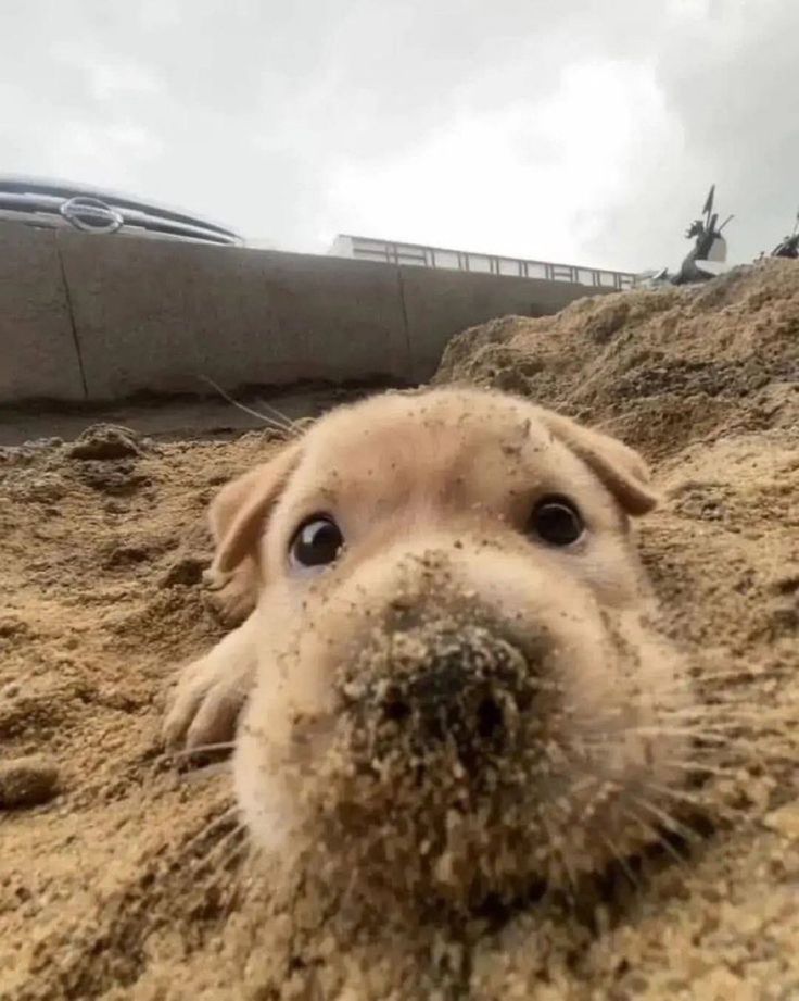 puppies video tweet media