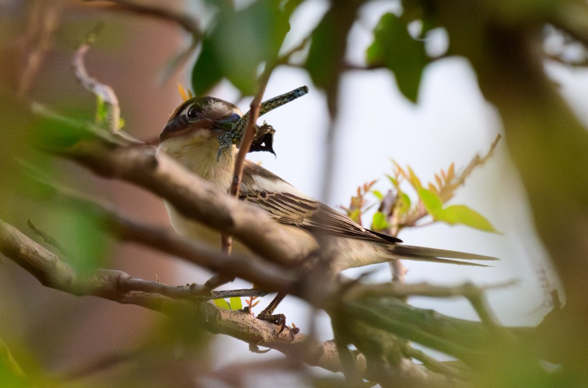 dparody's tweet image. Woodchat Shrike having its dinner of either a lizard or dragonfly which it had impaled earlier in the day on a branch #birding