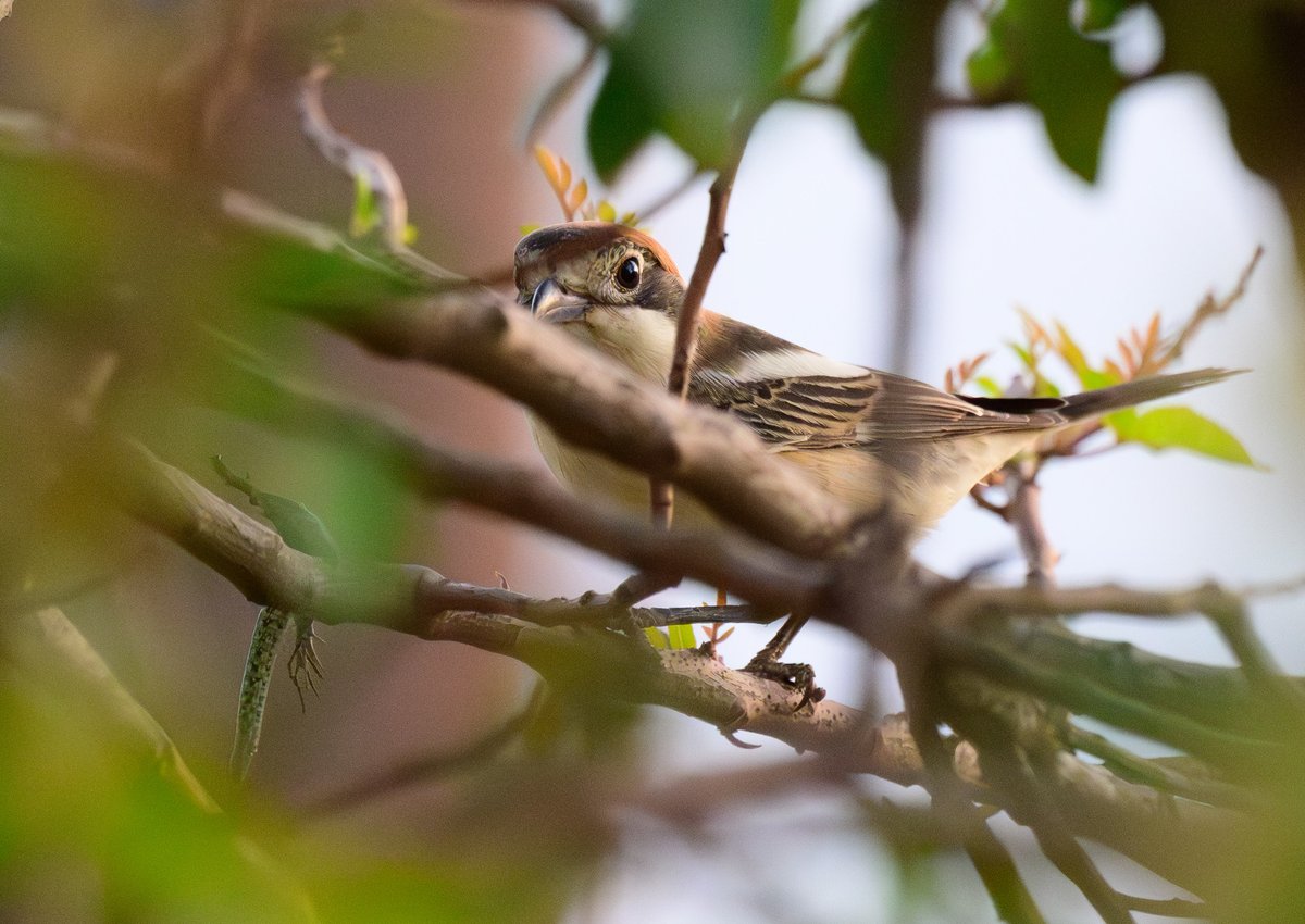 dparody's tweet image. Woodchat Shrike having its dinner of either a lizard or dragonfly which it had impaled earlier in the day on a branch #birding