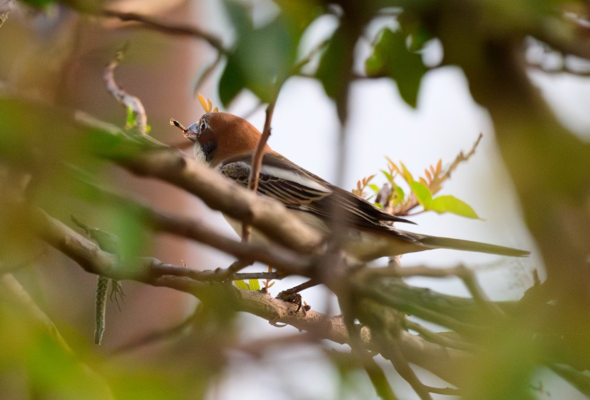 dparody's tweet image. Woodchat Shrike having its dinner of either a lizard or dragonfly which it had impaled earlier in the day on a branch #birding
