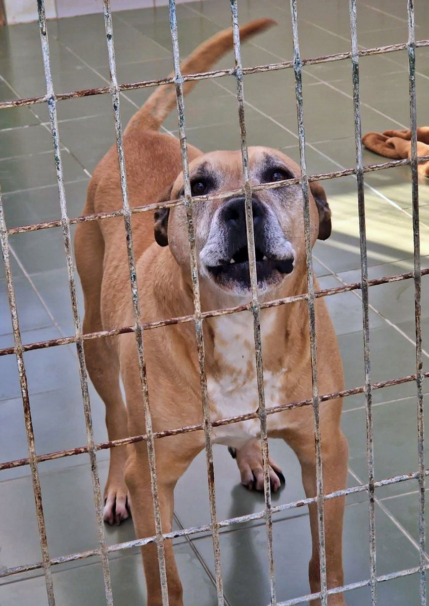 #Gipuzkoa
#LOU tiene 10 años. Entró en la prote muy joven, en 2017 y lleva desde entonces siendo invisible 😒

Es un pitbull que al principio parece tener un carácter imponente, pero tan solo es un buen perro que no ha tenido suerte 😔

Ha compartido jaula con muchas compañeras