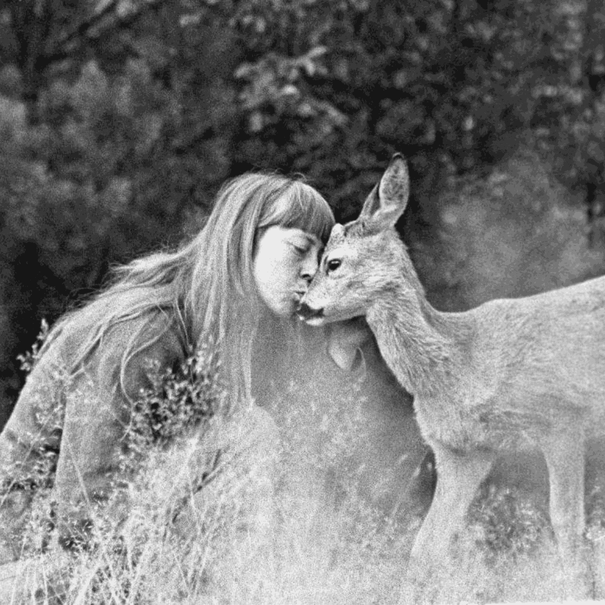ermite2917's tweet image. « Le Souffle de la forêt », de Simonetta Greggio, est un roman sur la vie de Simona Kossak, zoopsychologue polonaise, qui vécut dans la forêt au contact des animaux. Un sanglier, un lynx, un corbeau partagent sa vie. C'est l'histoire d'un engagement hors norme. #Lecture #livre