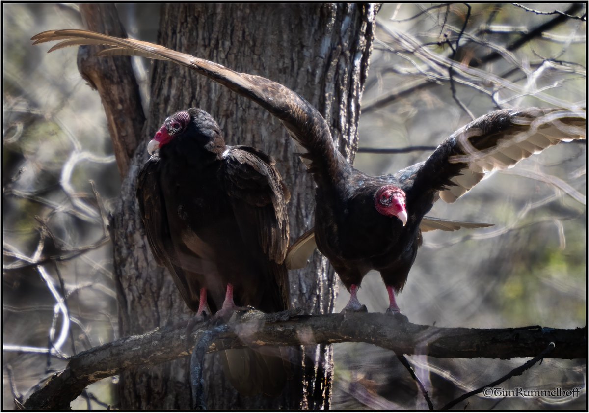 Vultures eyeing me this morning.
Should I be concerned?