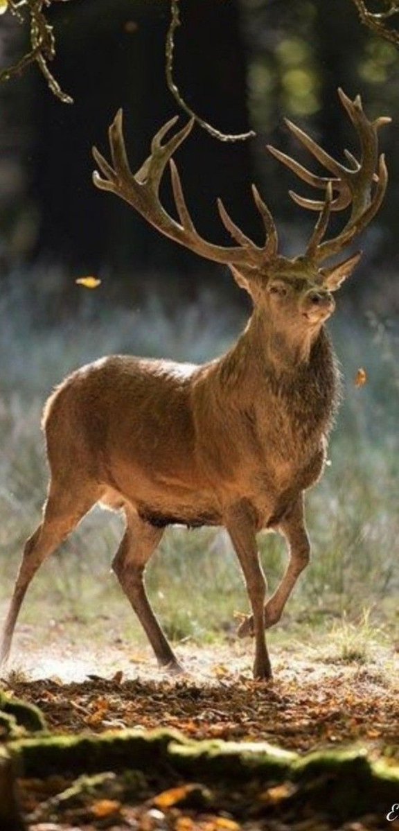 JulieParker144's tweet image. That we henceforth be no more children, tossed to and fro, and carried about with every wind of doctrine, by the sleight of men, and cunning craftiness, whereby they lie in wait to deceive; Ephesians 4:14 #KJV 

We can't be a child in the things of God forever. We must grow,