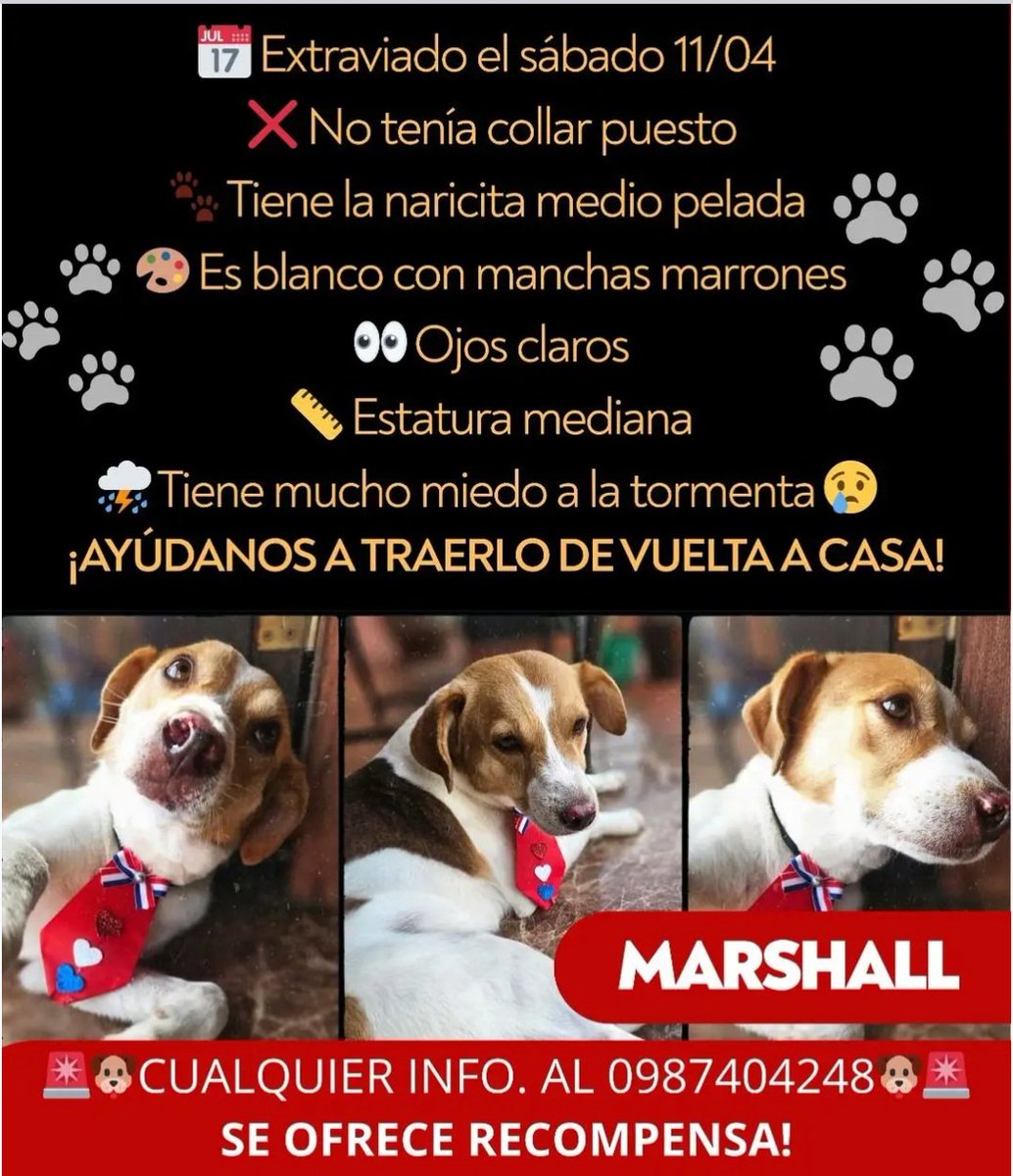 Miravalpy's tweet photo. Siguen buscando a Marshall!! 🙏🙏..
Zona Capilla del Monte. Ayudemos a que vuelva consufamilia. 🙏🙏🙏   @perdidospy @patitaperdidas @MarcoHuellasPy @Ayudandopeludos https://t.co/uLDItggKZR
