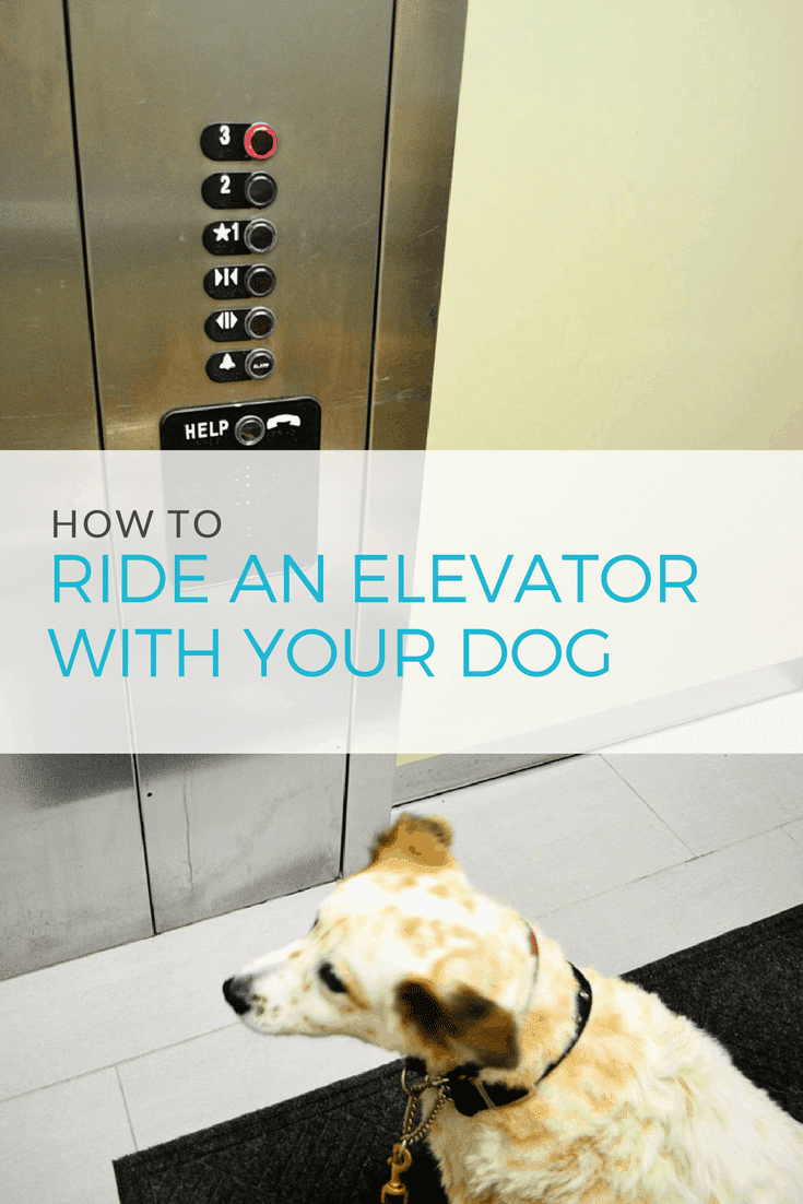 DogTipper Dog Blog tweet media