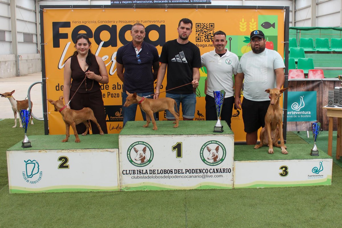 rtsfuertventura's tweet photo. 🐕 Los mejores podencos de la isla brillan en FEAGA
#FEAGA #Fuerteventura #ganadería #podencocanario
https://t.co/Hs7pfcx7AK https://t.co/JQP8A4ddlt