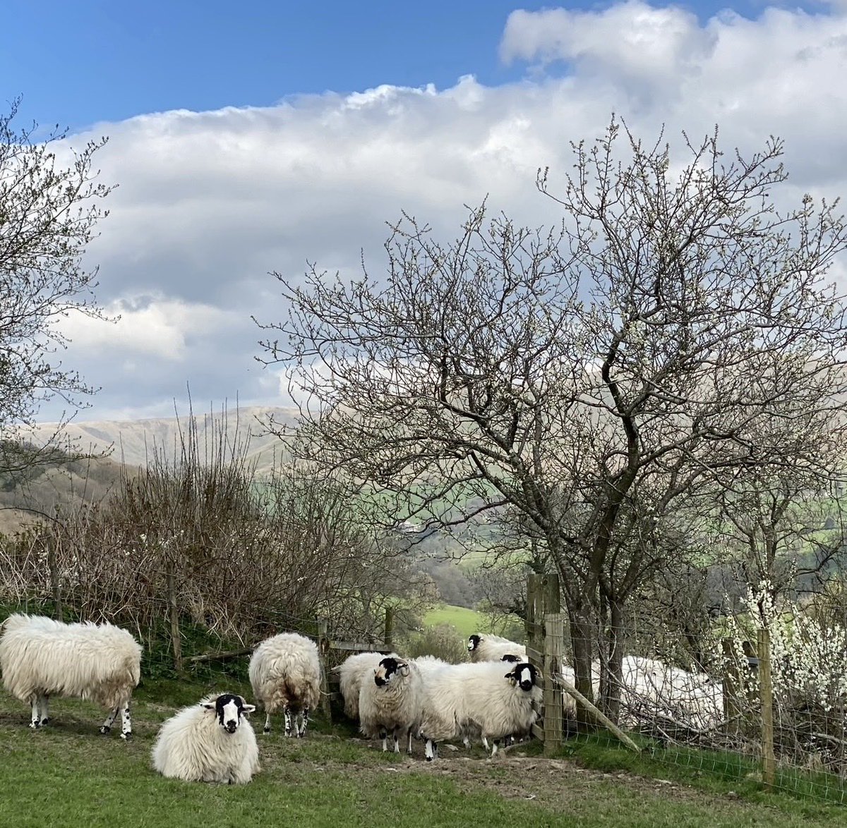 woolismybread's tweet photo. Blossom time 🐑🍃🐑🍃🐑 https://t.co/NiONURJRld