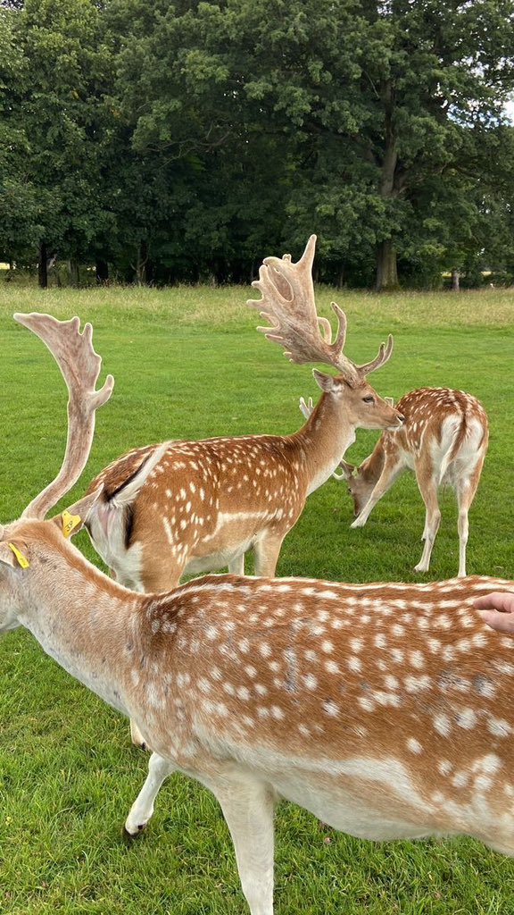 AYOMIPOSI 👑 tweet media