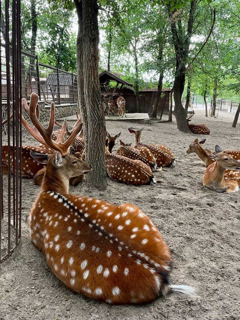 AYOMIPOSI 👑 tweet media