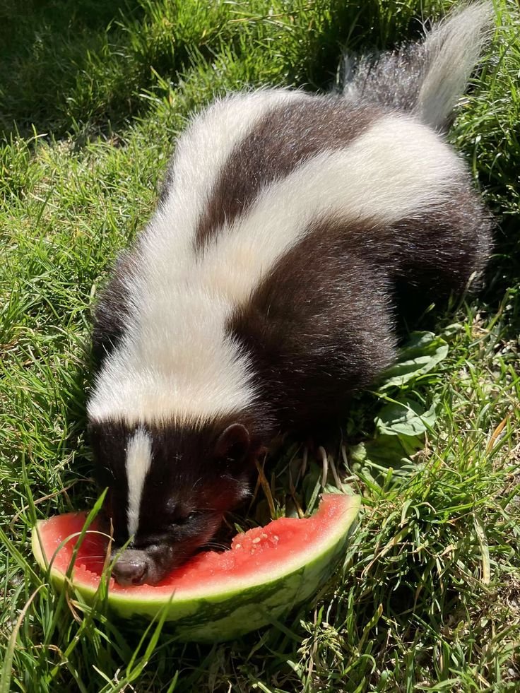 🦨Silver Ice Skunk (COMMS OPEN!!!) 🩵 tweet media