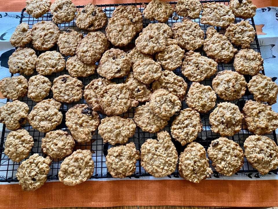 The Feral Cat Gang tweet media