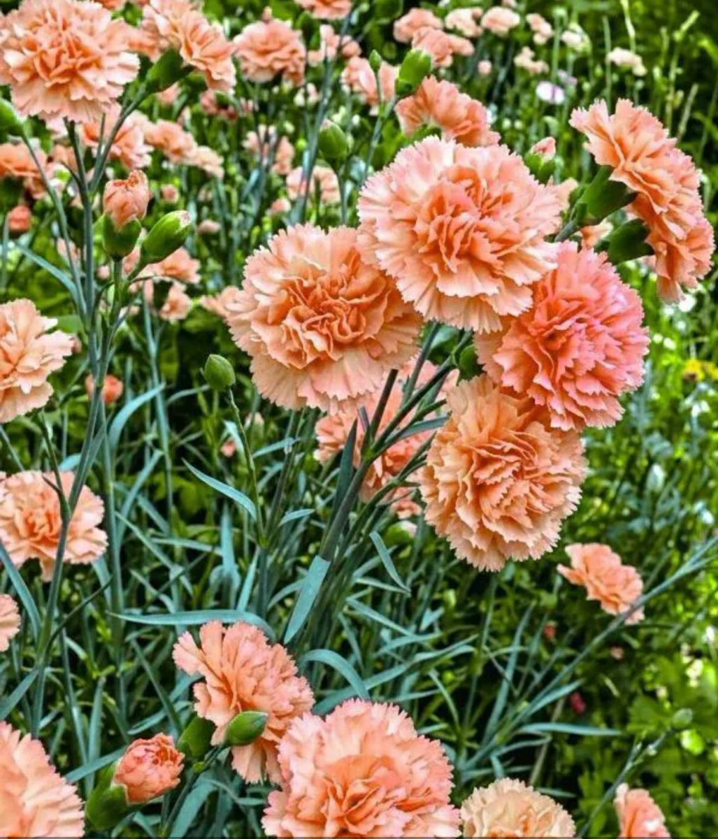 Cida Valente tweet media