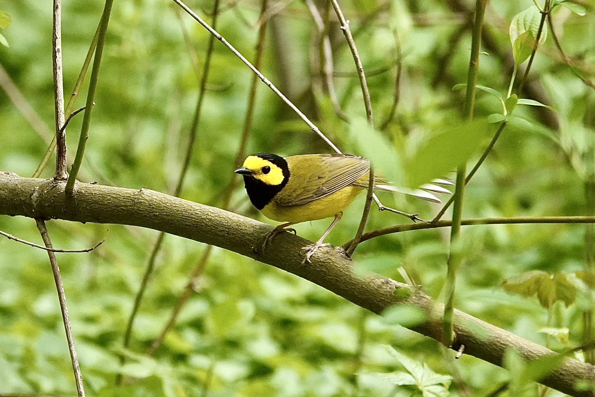 gigpalileo's tweet image. Hooded Warbler💛🖤
at the Loch @CentralParkNYC  yesterday
#birdcpp
#birdwatching
#birding