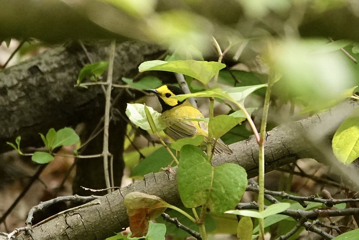 gigpalileo's tweet image. Hooded Warbler💛🖤
at the Loch @CentralParkNYC  yesterday
#birdcpp
#birdwatching
#birding