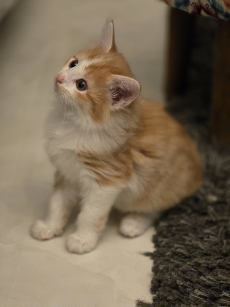 دوستان خوبم ما و زری خانوم هنوز نی نی داریم برای واگذاری. دو تا دختر خوشکل و بازیگوش با چشمای  کهکشانی ❤️😻یه دونه از دخترامون مو بلنده یه دونه مو کوتاه عروسکی 😍 اگر کسی رو سراغ دارید که دختر زیبا میخواد بیزحمت ما رو بهش معرفی کنید❤️🙏